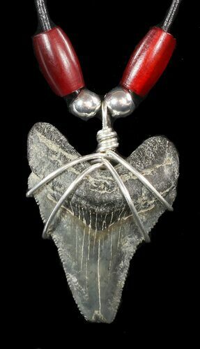 Serrated, Fossil Megalodon Tooth Necklace #47537